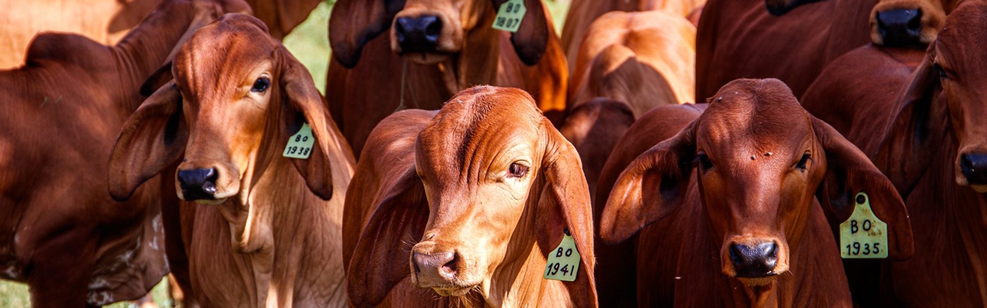 Cattle Crushes & Head Bails Banner Image
