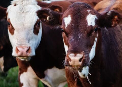 Top Cattle Products for Sale in Australia: A Comprehensive Guide