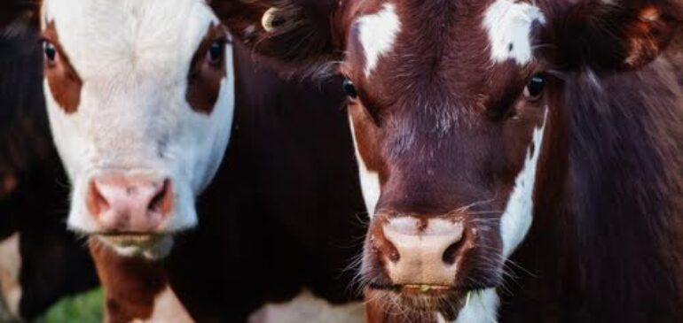 Top Cattle Products for Sale in Australia: A Comprehensive Guide