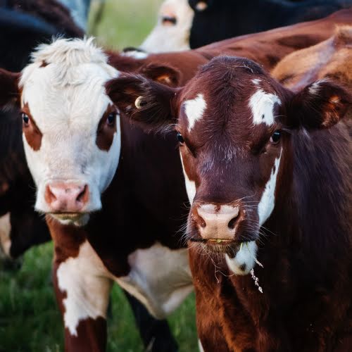 Cattle Yard Designs