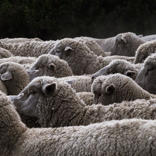 Sheep Yard Designs