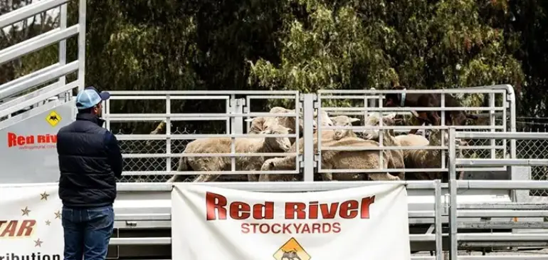 Step-by-Step Guide to Setting Up Your Livestock Yards Efficiently