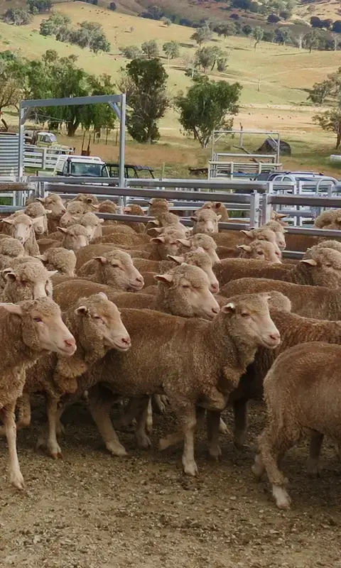 Sheep Equipment